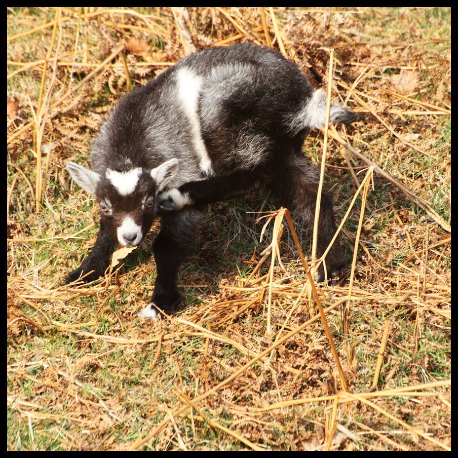 Galloway Forest Park Wild Goats in Galloway
