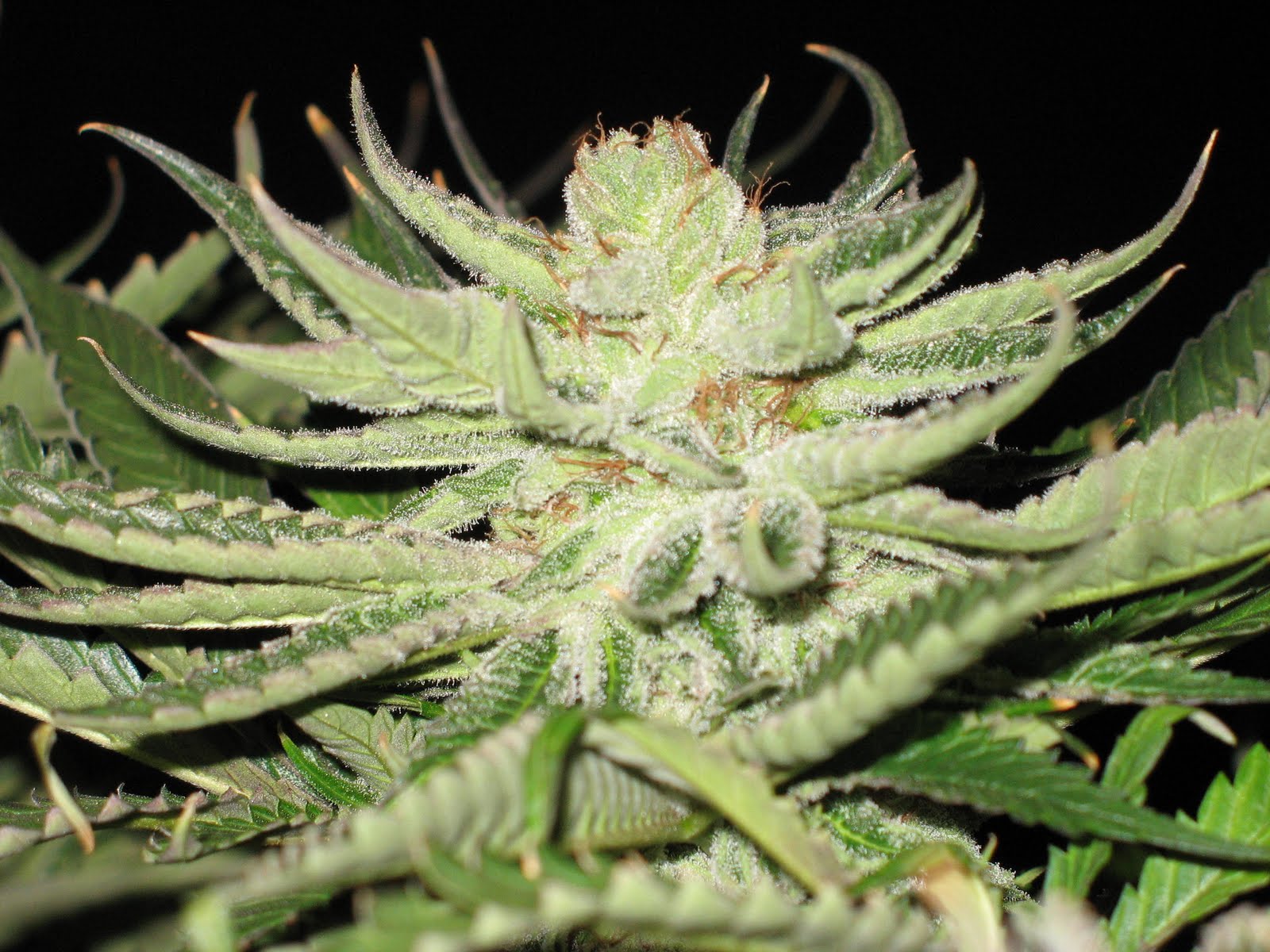 Medical Marijuana Bible! Strain Review 1 Sour Bubble