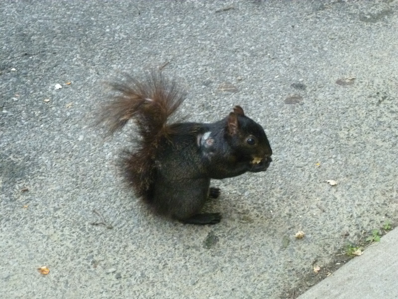 The New York Squirrel Baby Squirrels