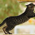 Tips For Finding Cat Scratching Posts and Cat Supplies