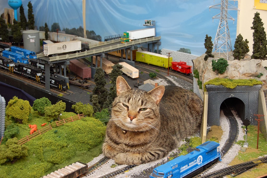 Railcat Cats and kittens, Cat boarding, Pets