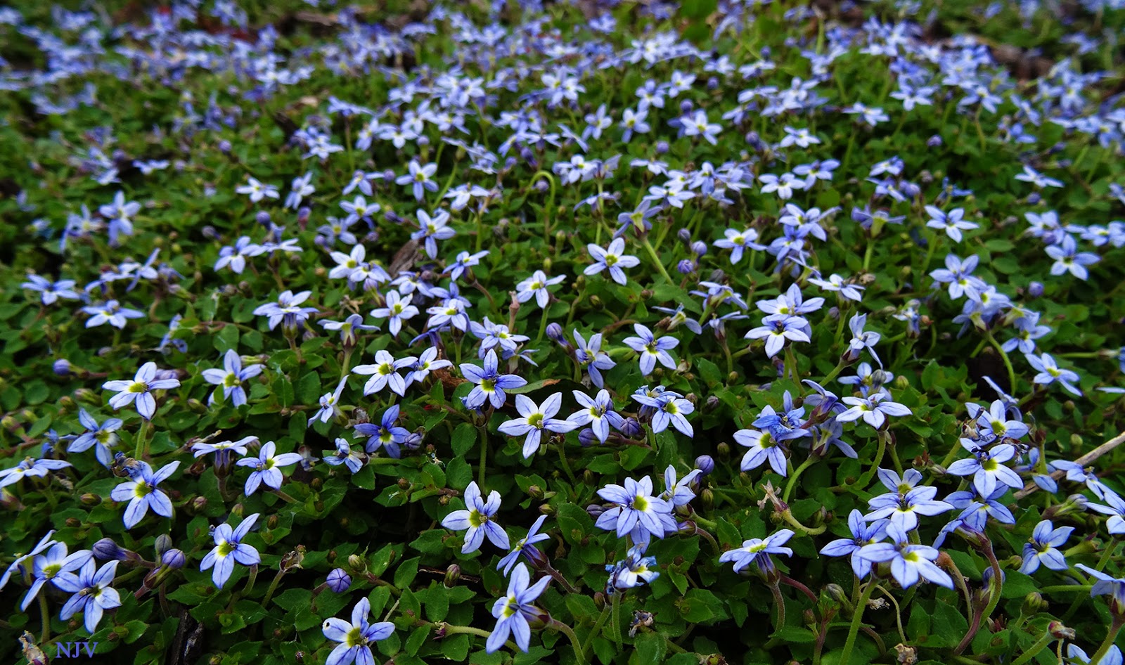 My Desktop Daily DESKTOP 86 BLUE STAR CREEPER