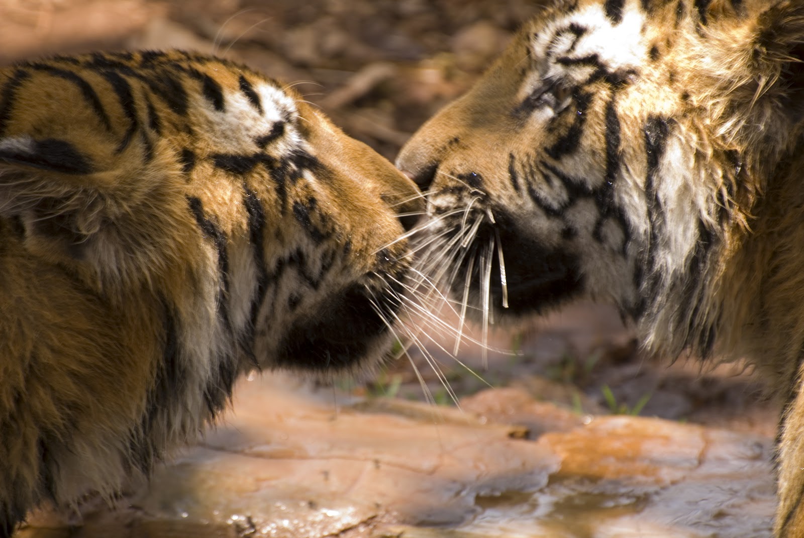 http://2.bp.blogspot.com/-hf71-MRH0Vo/UBUO0INTt1I/AAAAAAAAC1o/M59WcgpMMgE/s1600/bengal+tiger+pics+(2).jpg