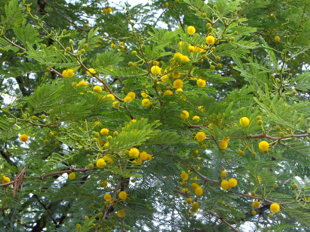 I Love Archives Natural Suburbia