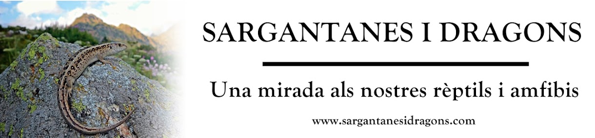 Sargantanes i Dragons