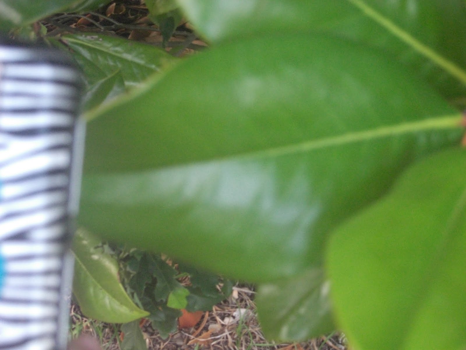 STHS AP Biology Cuticle Layer of a Plant