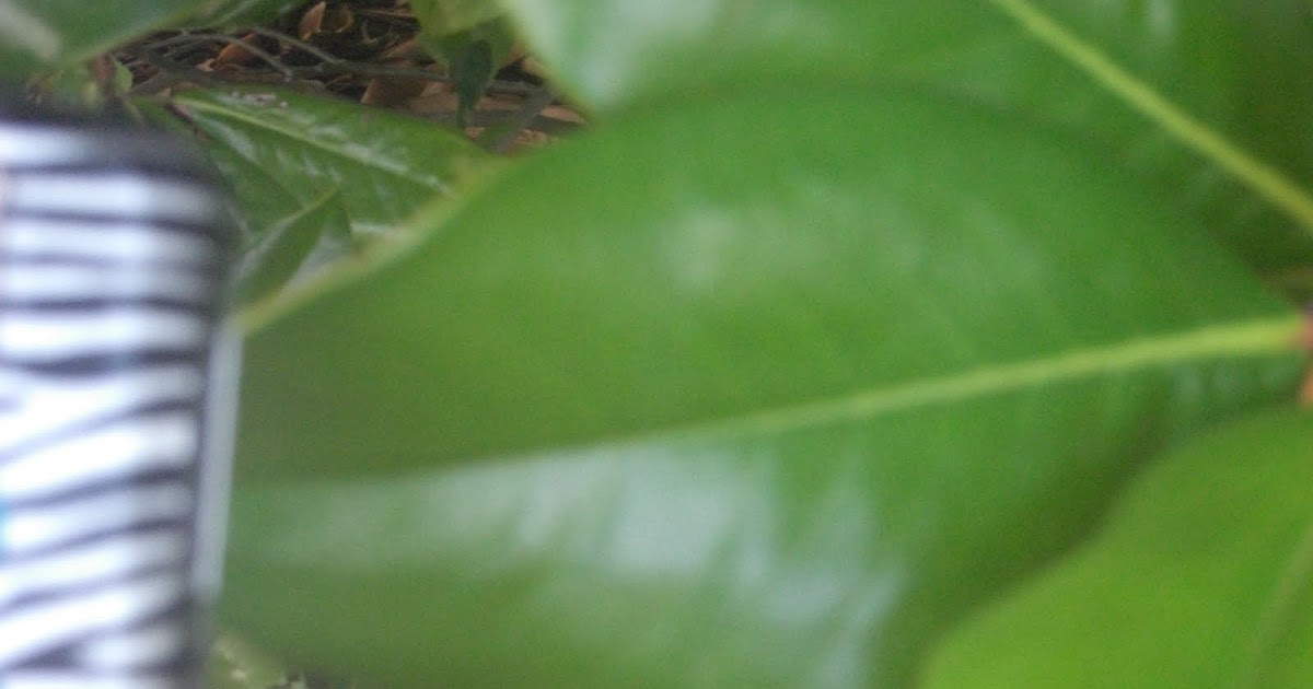 STHS AP Biology Cuticle Layer of a Plant