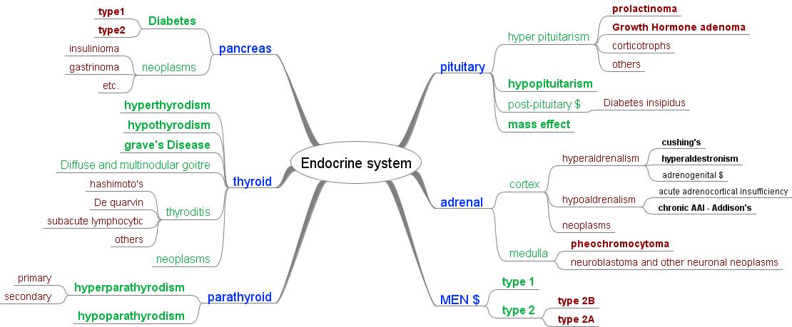 Hormonal endocrine) system   better health channel