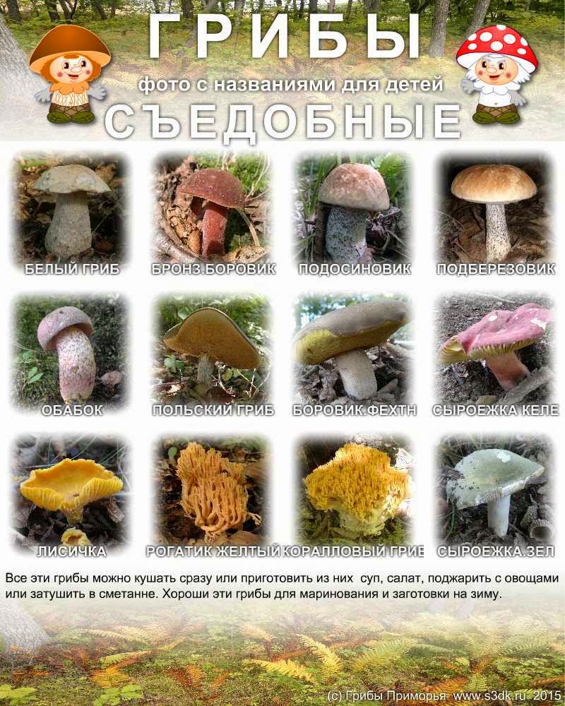 виды и названия грибов с фото онлайн виды и названия грибов с фото