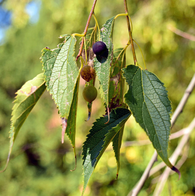 Alméz, Celtis australis L.