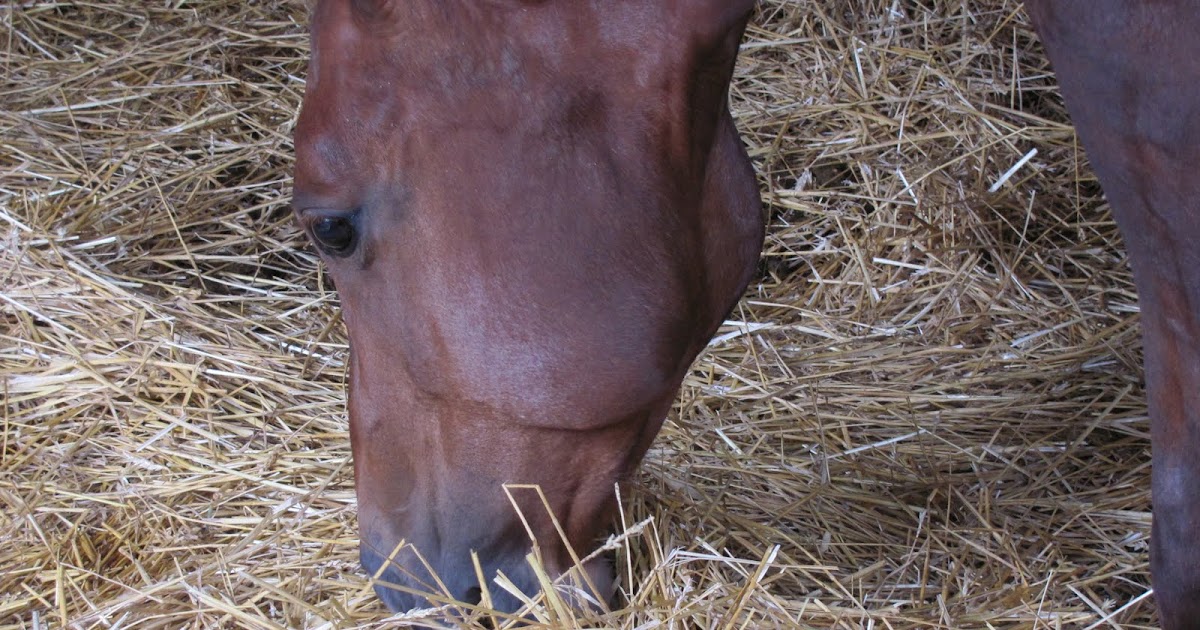 Mikó Stroh Pferdeeinstreu Why is Wheat Straw the best for a horse bedding?