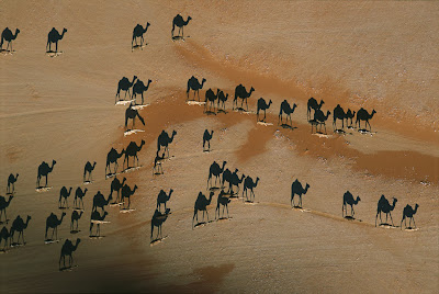 Camel Illusion