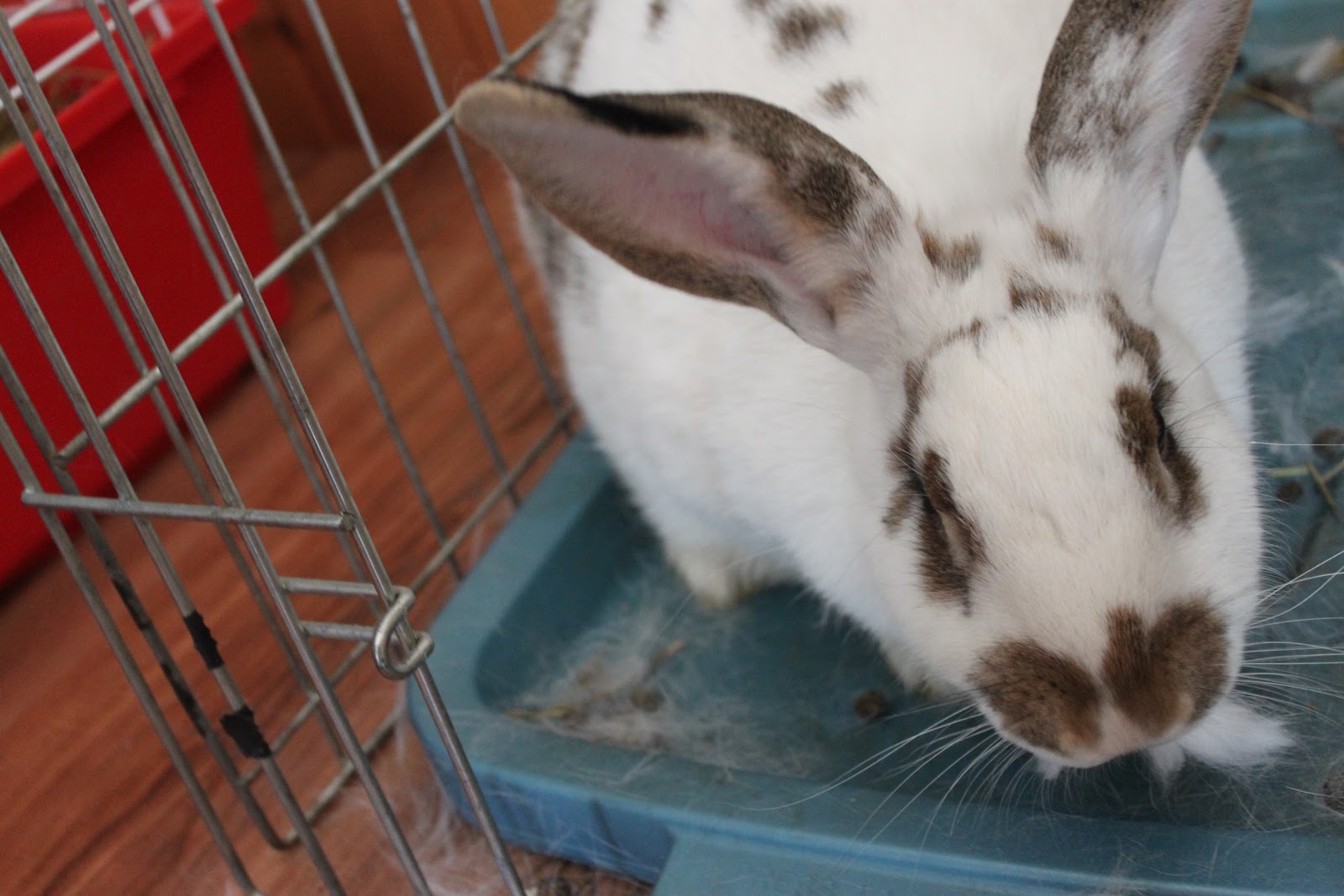 to Beaver Creek Homestead How Bunnies Give Birth