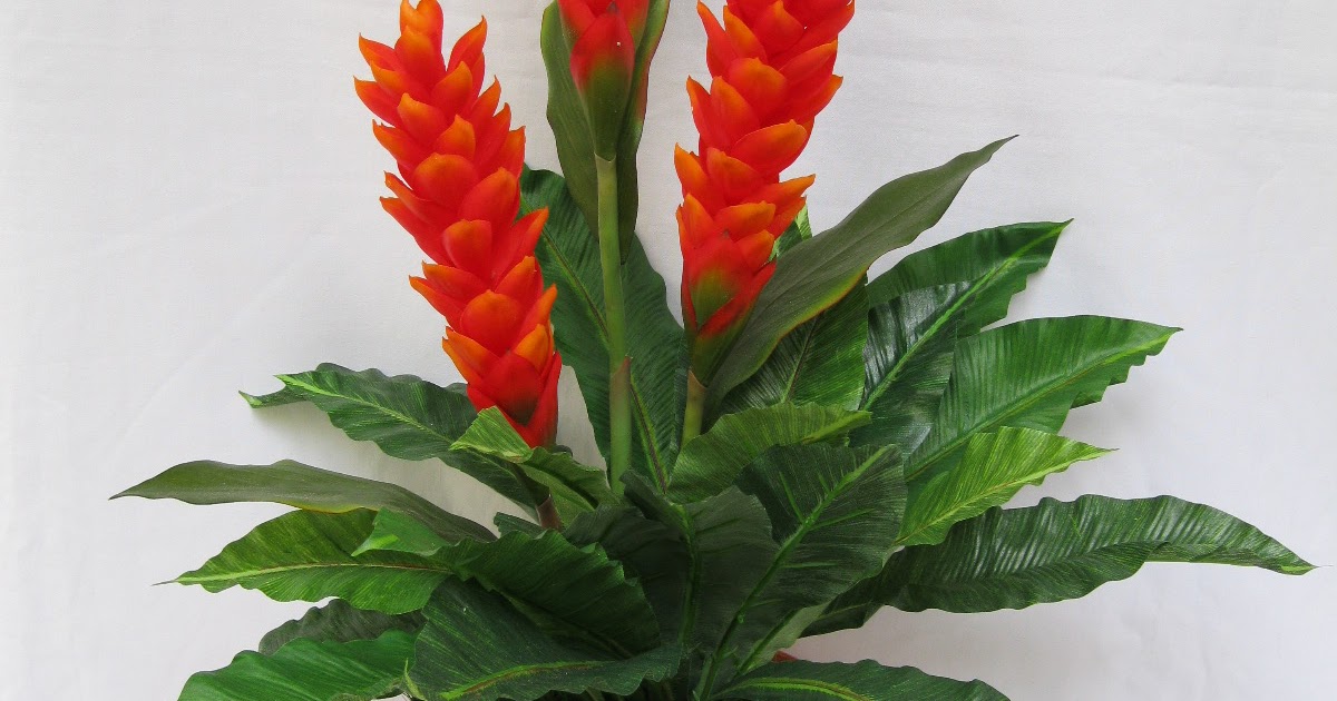 Ginger Plants Ginseng Benefits