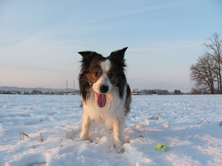 Gastrointestinal Dog Food Online Canada Gastrointestinal Dog Food Online Canada