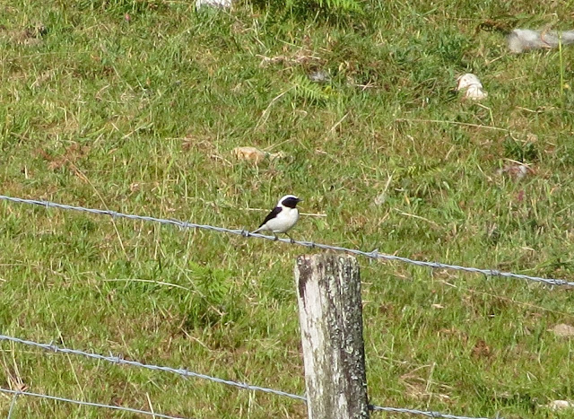 Black-eared Wheatear, Acres Down, New Forest - Hampshire