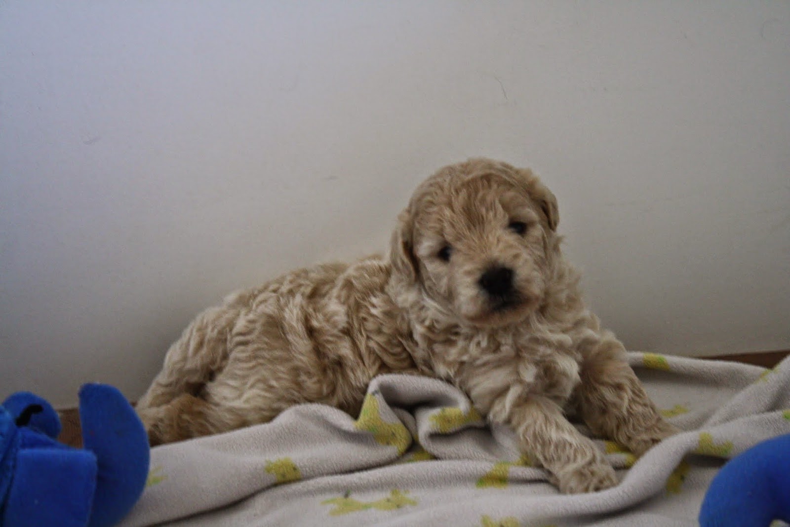 Daisey's Doodles Seattle F1b Miniature Goldendoodles, 20 to 25 lbs