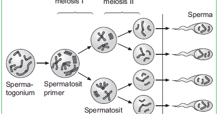 Proses Spermatogenesis dan Oogenesis | Pengertian ... mitosis meiosis diagram 