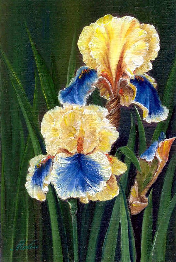 iris jaunes et bleuez