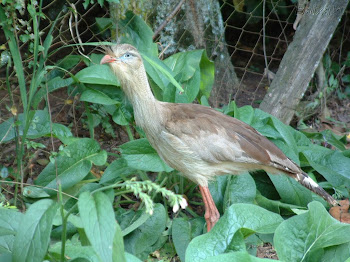 Animal do mês