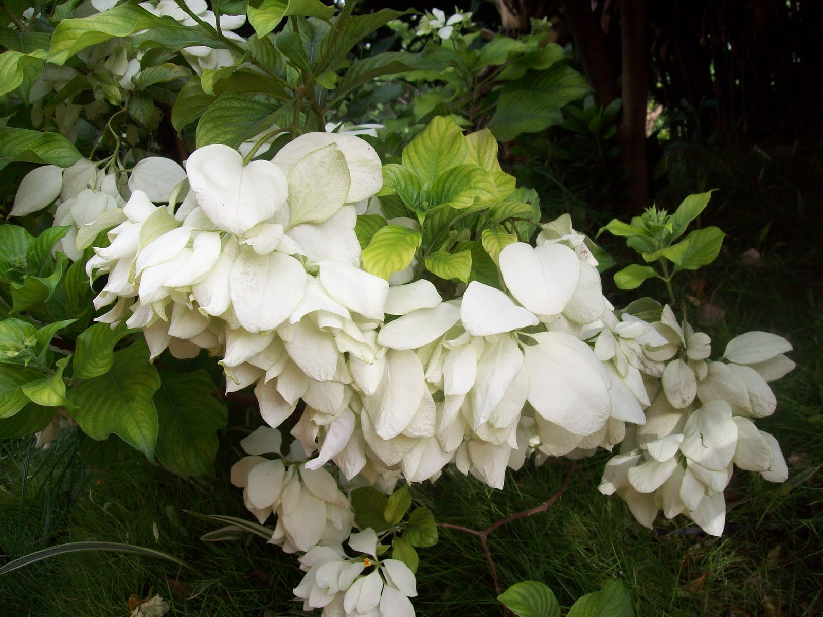 Tiny White Flowers Stock Photos Tiny White Flowers Stock Images