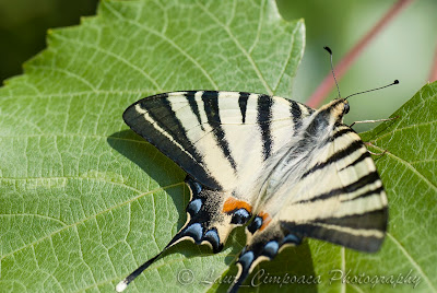 Coada randunicii Segelfalter Scarce Swallowtail Flambé Kardoslepke Iphiclides podalirius