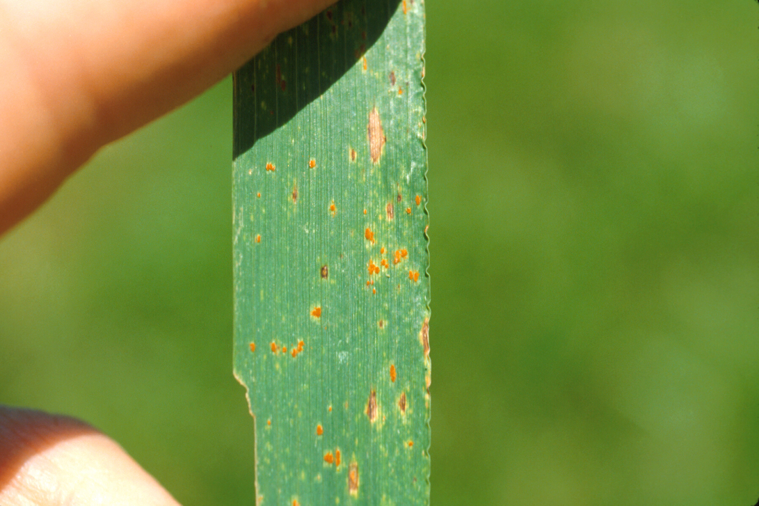 grain crops update leaf rust may be brewing on your farm leaf rust