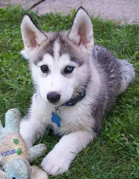 brown husky puppy puppy dogs brown siberian husky puppies brown husky puppy puppy dogs brown siberian husky puppies