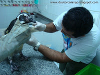 Procedimento em Pinguim de Magalhães