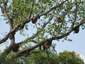 Honey bee combs on a tree.