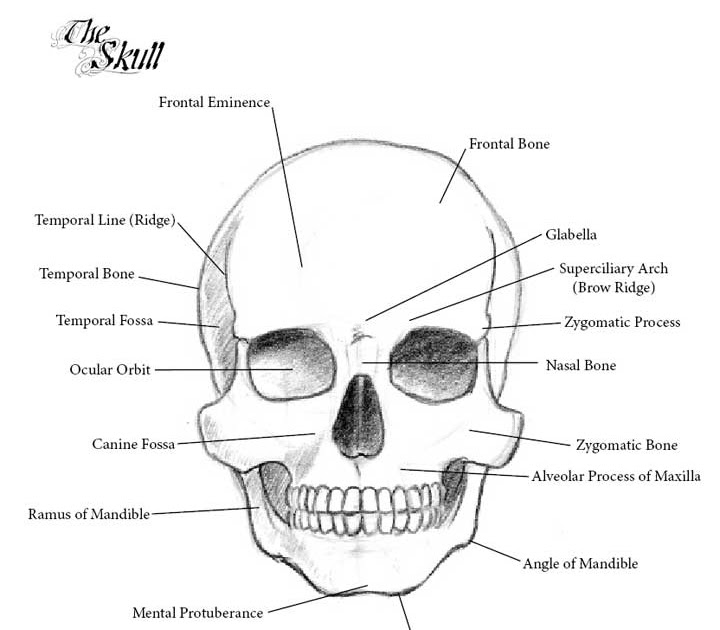 Anatomy of the facial bones