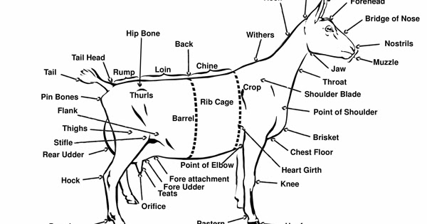 Adirondack Goat Club: Evaluating your dairy kids for their good qualities