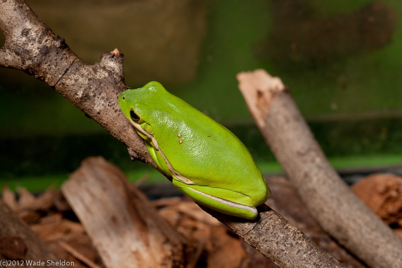 green tree frog – Think at the Sink