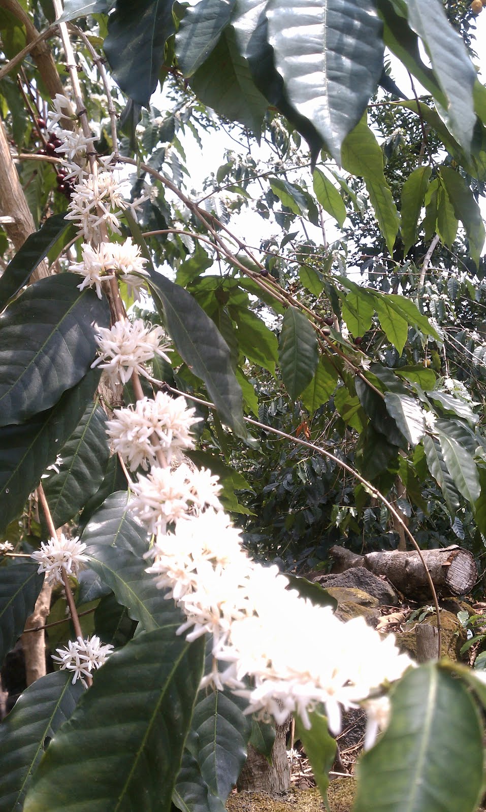 Kona Snow = Coffee Blossoms Ho'okipa Aikane on Maui Hawaii