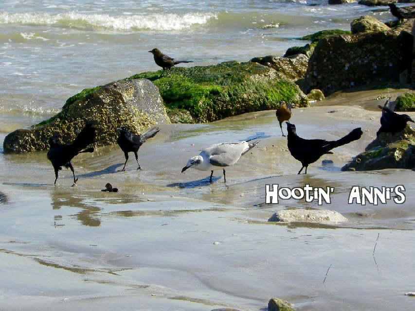 Seagulls & Grackles