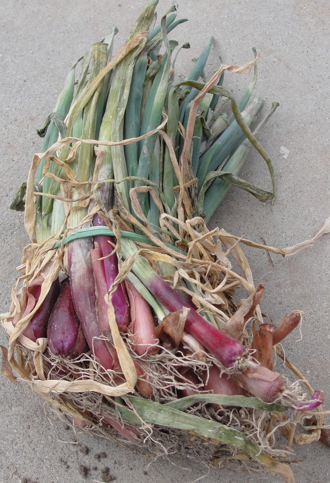 Great Basin Natives Onion Seeds, Sets, or Plants