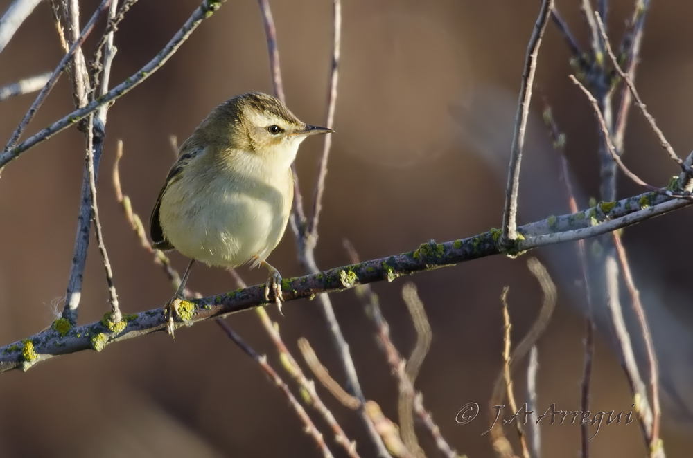 Carricerín común, Acrocephalus schoenobaenus, Sedge Warbler Carricerín común, Acrocephalus schoenobaenus, Sedge Warbler