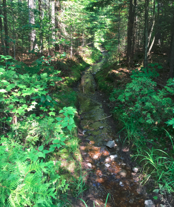 Guide Spot July 8, 2015 Loon Lodge on Round Pond