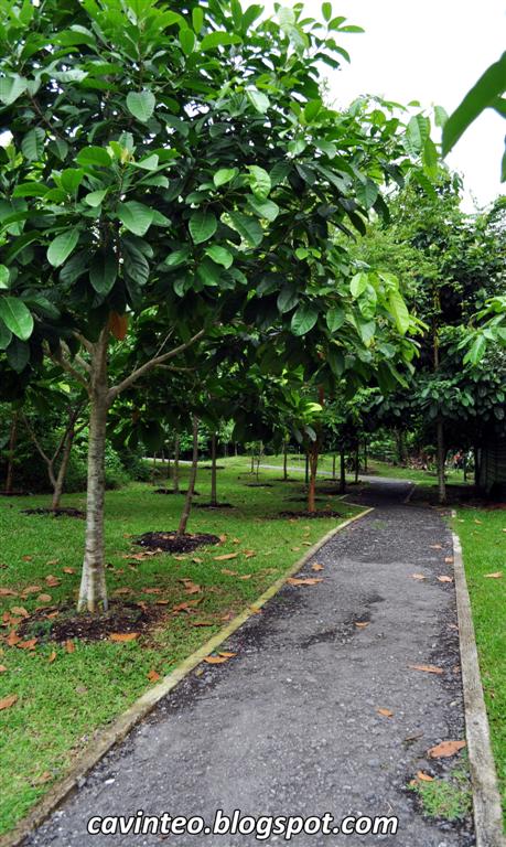 singapore dairy farm