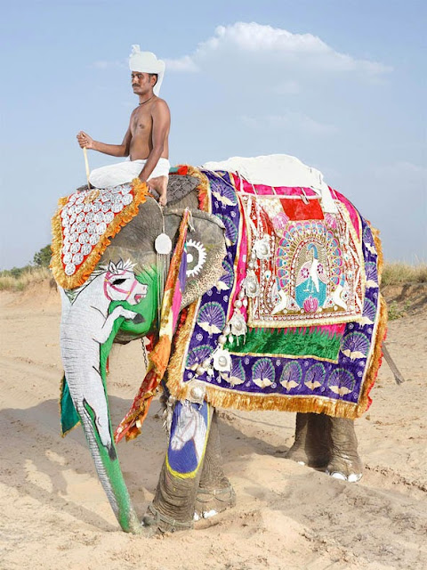 Festival del Elefante en Jaipur Paquidermo