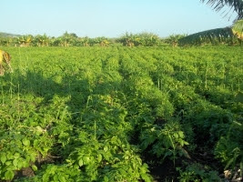 Pragas devastam culturas diversas em Manica Pragas devastam culturas diversas em Manica