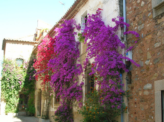 Bougainvillea