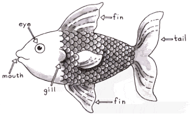 La Pecera de Lourdes: Inglés 1ºB