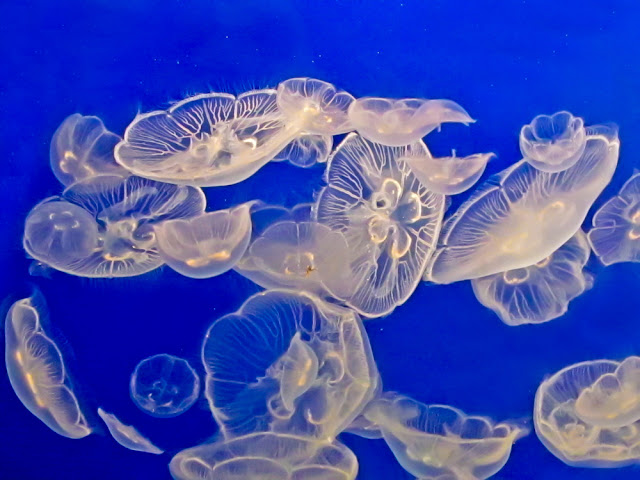 White Jelly Fish - Ocean Photography