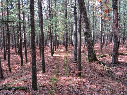 rail bed now trail