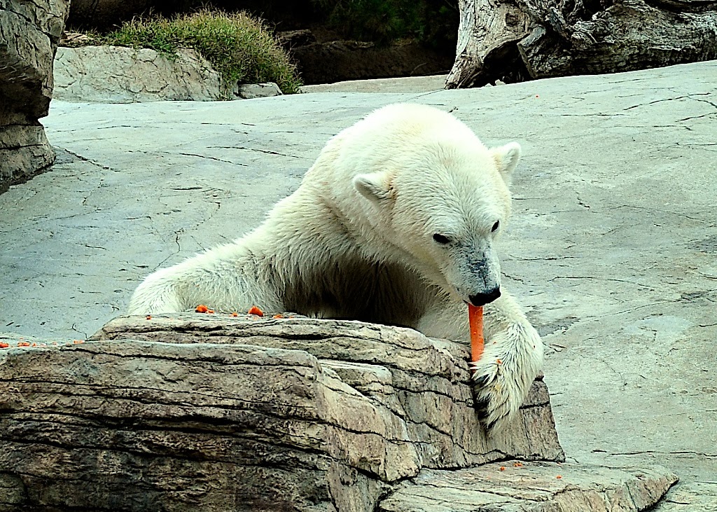 Antelope Valley College Blog Are Polar Bears Going Extinct?