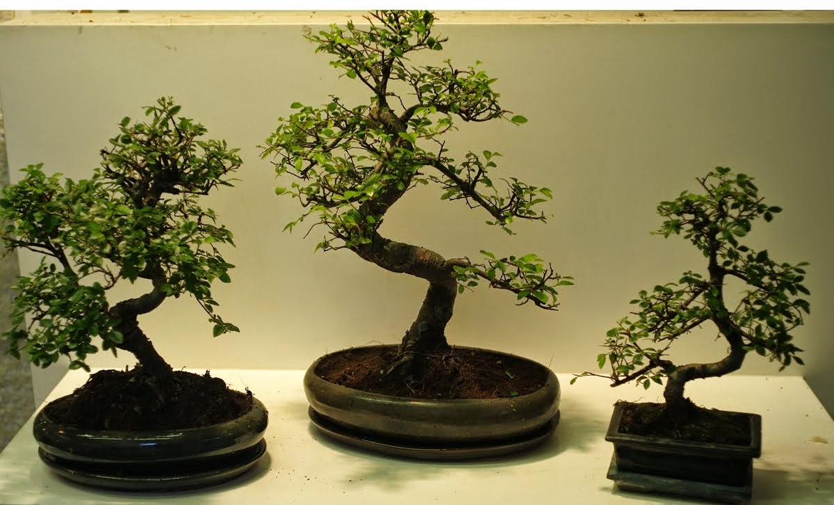 Bonsai Shop Ireland Bonsai Shop Ireland