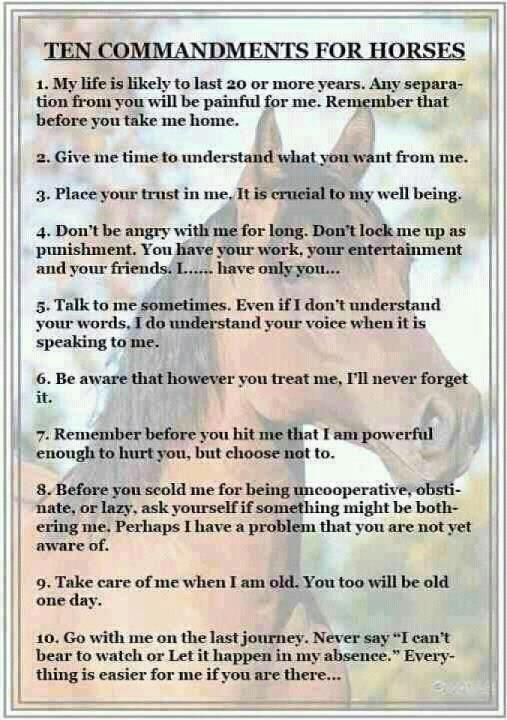 My World Ten Commandments for Horses