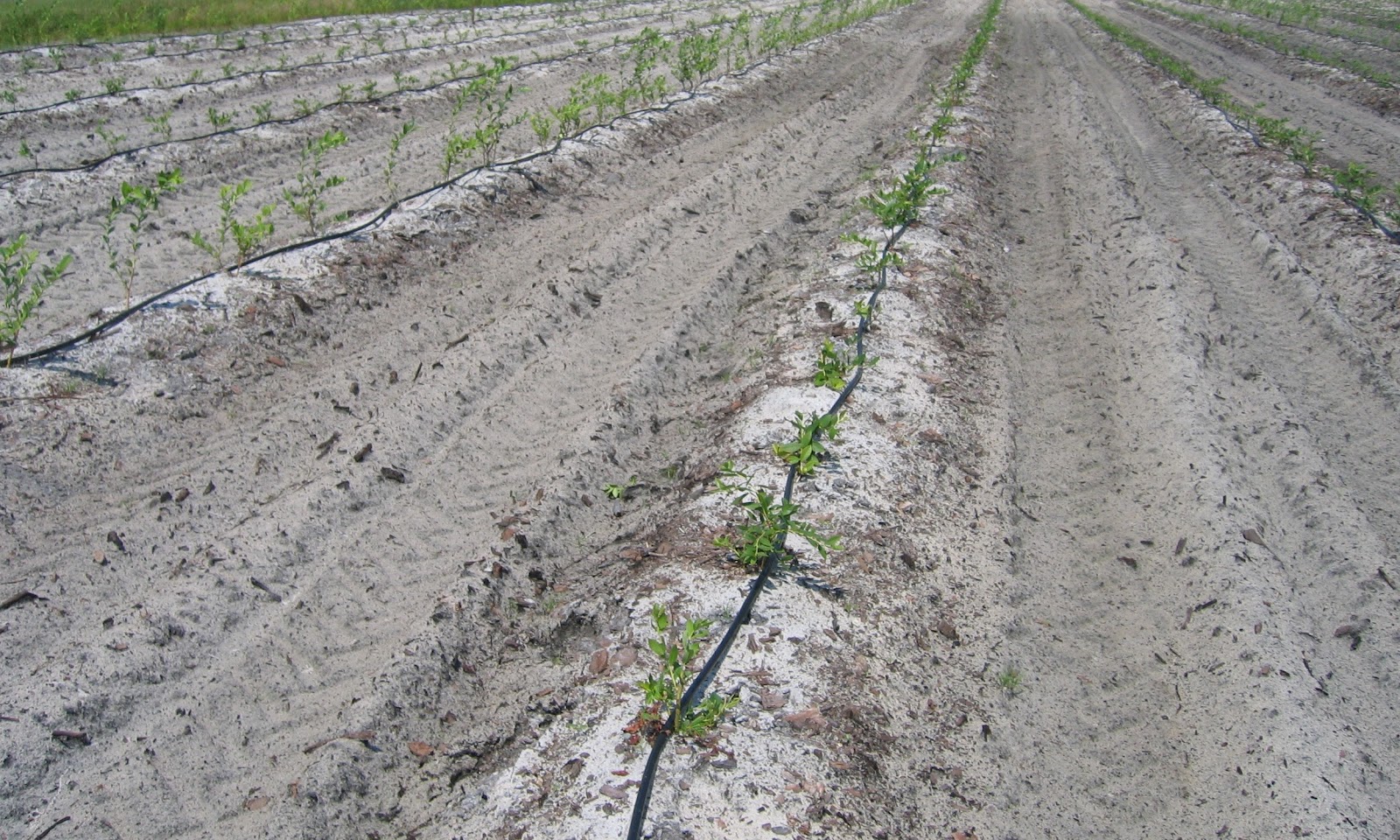 The NC Blueberry Journal Blueberry Irrigation Methods