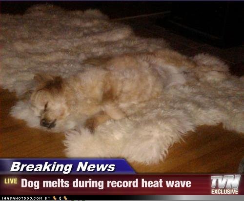 funny-dog-photos-with-captions-breaking-news-dog-meilts-during-heat-wave.jpg
